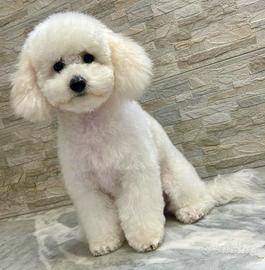 Barboncino toy disponibile per monta