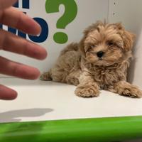 Maltipoo ( Barboncino Maltese) red fulvo