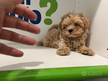 Maltipoo ( Barboncino Maltese) red fulvo