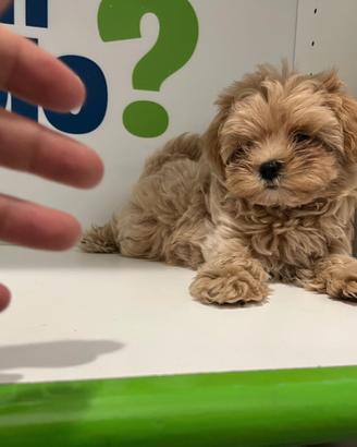 Maltipoo ( Barboncino Maltese) red fulvo