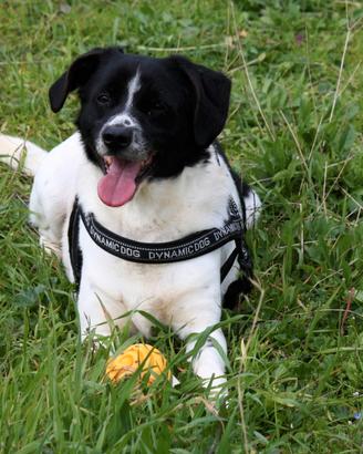 Dolce Pedro, sogna una famiglia tutta sua