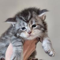 Cuccioli maine coon