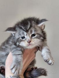 Cuccioli maine coon