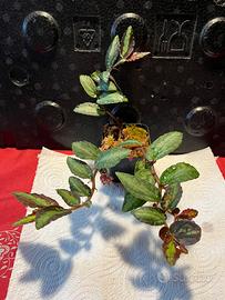 Set piante terrari tropicali umidi per rane,gechi.