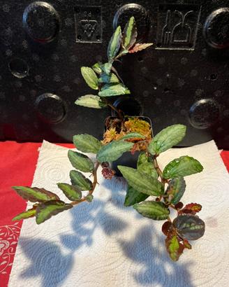 Set piante terrari tropicali umidi per rane,gechi.