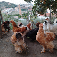 Animali galline brahama e moroseta araucane