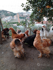 Animali galline brahama e moroseta araucane