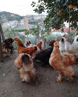 Animali galline brahama e moroseta araucane