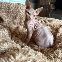 Cuccioli di Sphynx