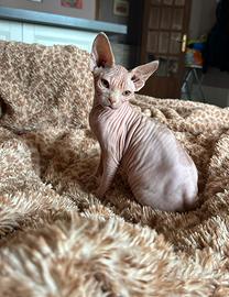 Cuccioli di Sphynx