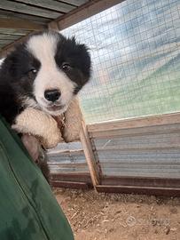 Cuccioli di border Del Colle