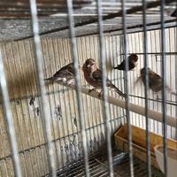 Organetti , acanthis flammea