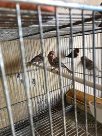 Organetti , acanthis flammea