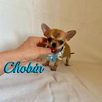 Chihuahua maschio con pedigree enci