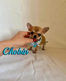 Chihuahua maschio con pedigree enci