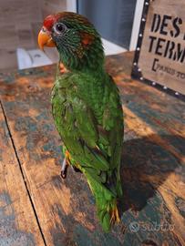 Pappagallo Lory