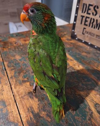 Pappagallo Lory