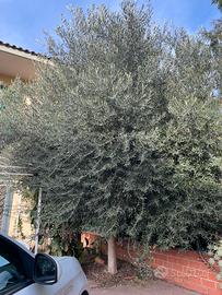 Ulivo