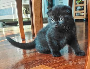 Gattini Scottish con Pedigree 