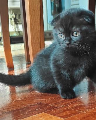 Gattini Scottish con Pedigree 