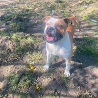 Cani taglia medio grande