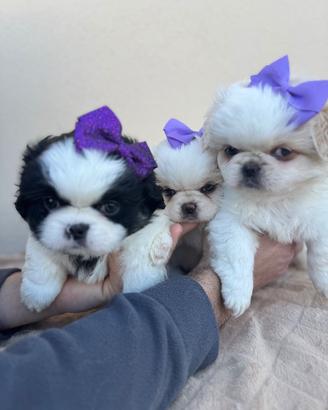 Cuccioli pechinese