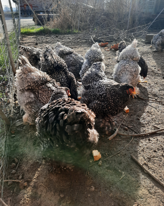 Coppia galli galline brahma sparviero