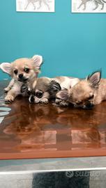 Cucciolo di chihuahua