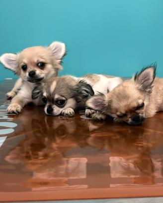 Cucciolo di chihuahua