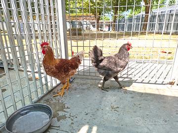 Gallo e polli