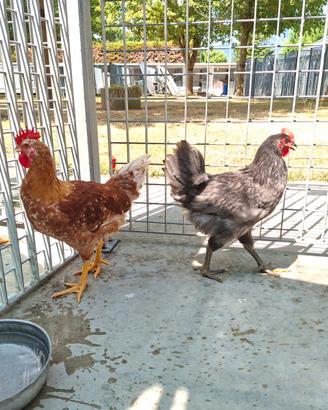 Gallo e polli