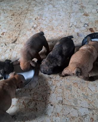 BULLDOG FRANCESI Maschi e femmine