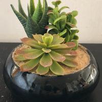 Mini succulente artificiali