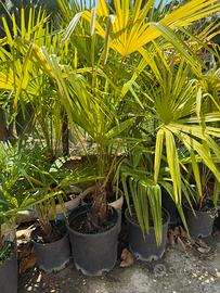 Piante di Palme in vaso