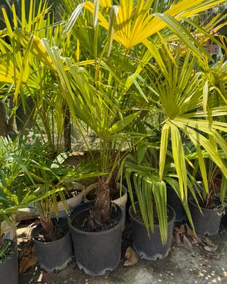 Piante di Palme in vaso