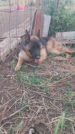 Cane pastore tedesco e rottweiler