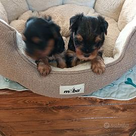 Yorkshire terrier