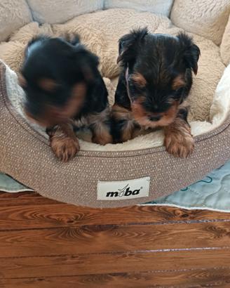 Yorkshire terrier