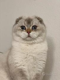 Scottish Fold per monta