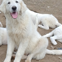 Cucciolo maremmano abruzzese gigante