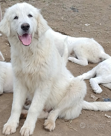 Cucciolo maremmano abruzzese gigante