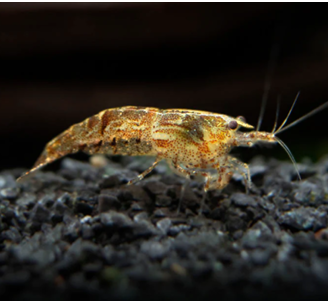 Caridine Davidi Wild Gamberetti Pulitori