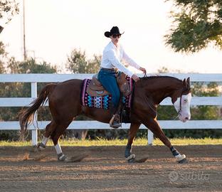 Castrone da reining 9 anni colonel shining gun