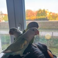 Pappagalli allevato a mano