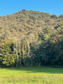 Terreno boschivo