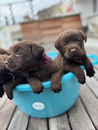 Labrador chocolate