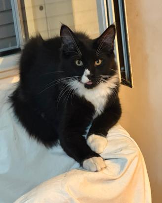 Maine Coon
