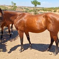 Cavalla Quarter Horse