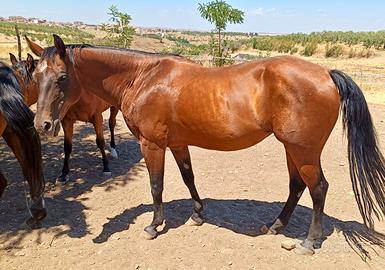 Cavalla Quarter Horse