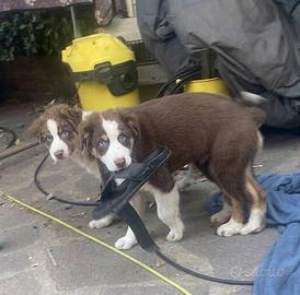 Pastore australiano Australian Shepherd FEMMINA